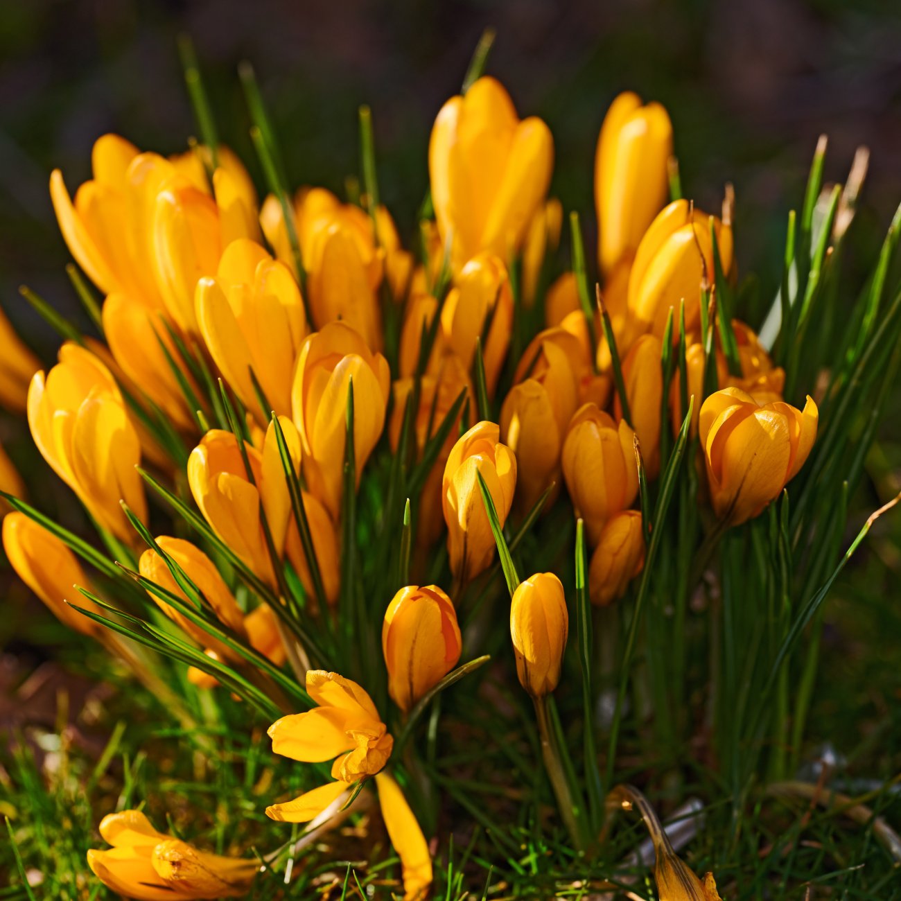 Obrázok Krokus (Crocus vernus) ´GOLDEN YELLOW´ - 2-3 cibuľky v kvetináči, kont. P11